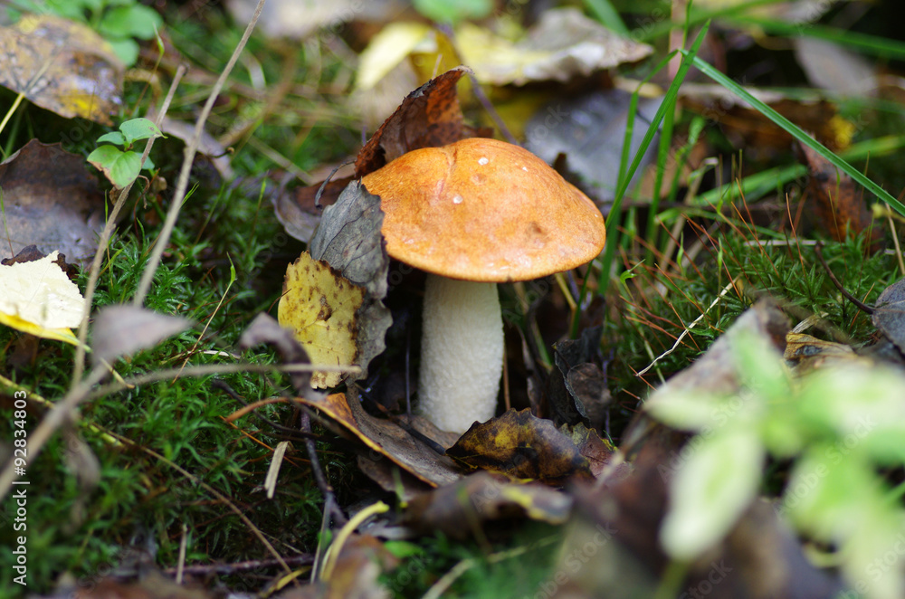 Orange-cap boletus in autumn wood Orange-cap boletus in autumn wood