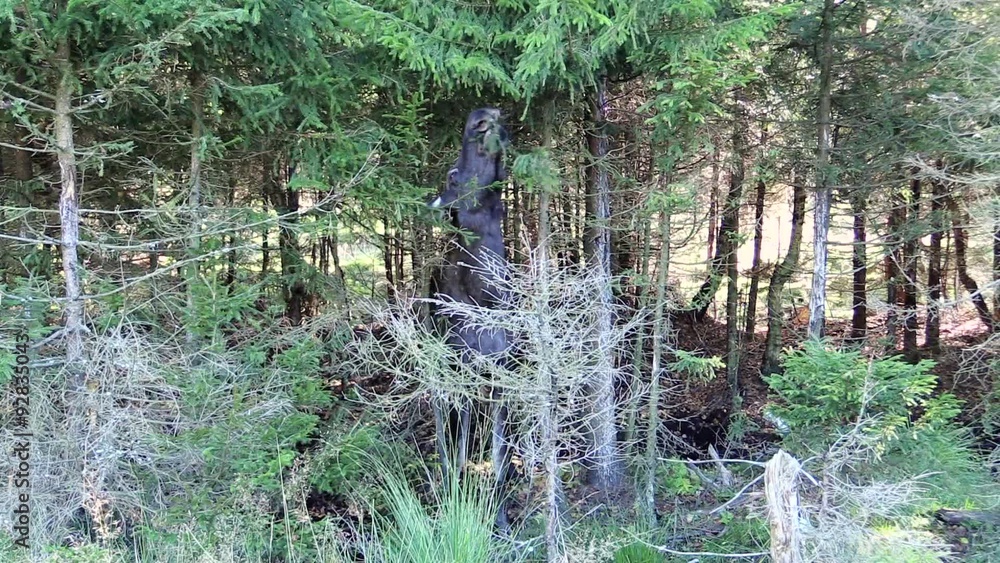 Moose cow (Alces alces) eating spruce from the tree branches she can reach. Surrounding is dense spruce woodland. She stands with full front to camera. Zoom in at face at the end of shot. Moose cow (Alces alces) eating spruce from the tree branches she can reach. Surrounding is dense spruce woodland. She stands with full front to camera. Zoom in at face at the end of shot.