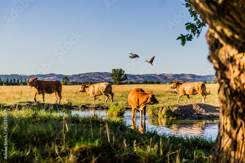 Les vaches au bord de l'étang