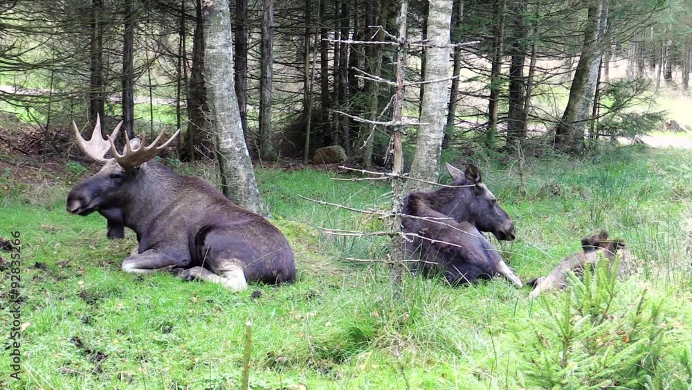 Moose (Alces alces) family resting together on the forest floor. One bull with a cow and its 4 month old calf seen in an opening in the young spruce forest. Moose (Alces alces) family resting together on the forest floor. One bull with a cow and its 4 month old calf seen in an opening in the young spruce forest.