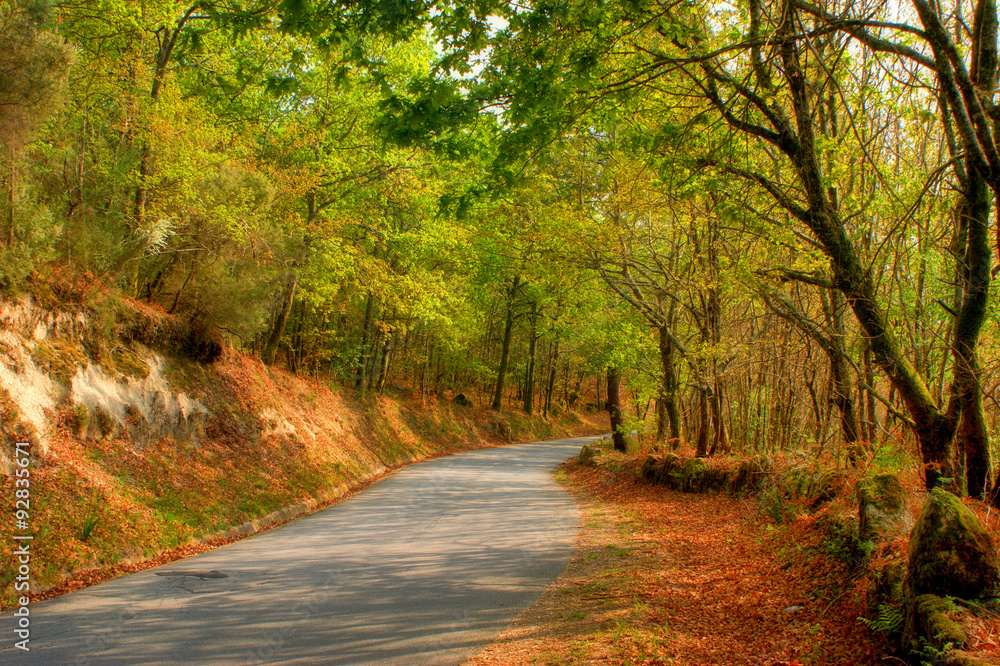 Forest road in Fafe, north of Portugal