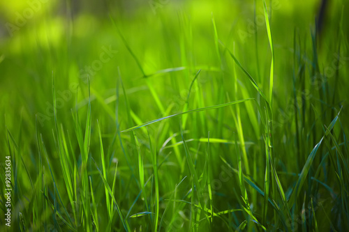 fresh spring grass