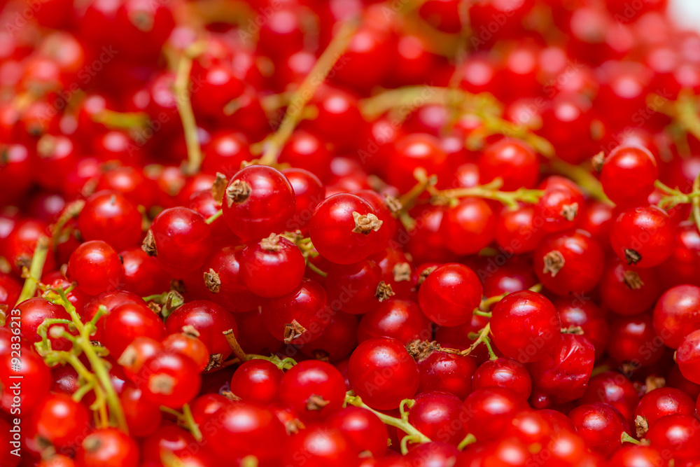 Background made of red currant berries Background made of red currant berries
