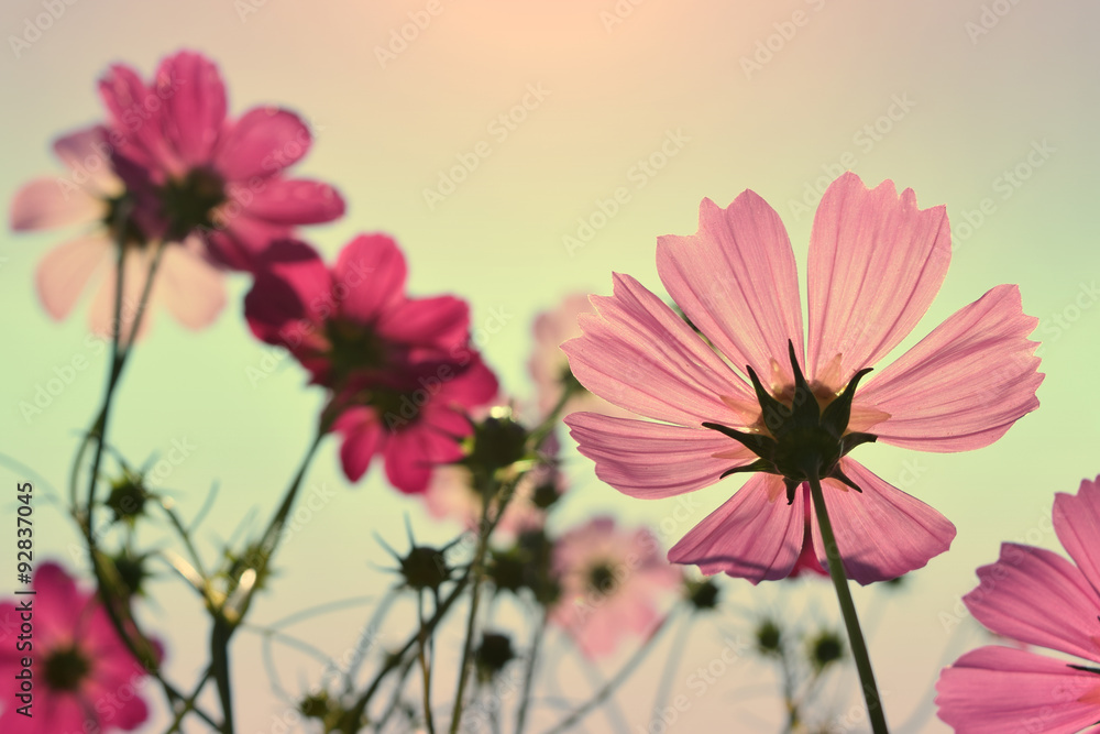 Cosmos field
Cosmos field