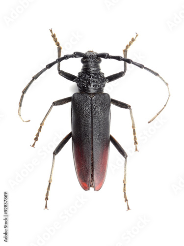 Great capricorn beetle (Cerambyx cerdo) isolated on white