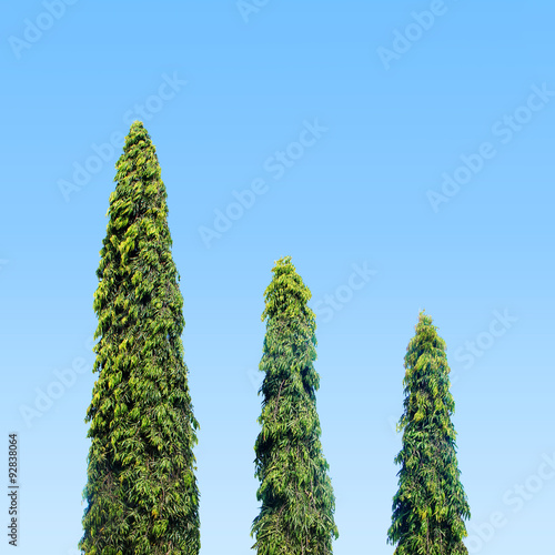 three trees in the park