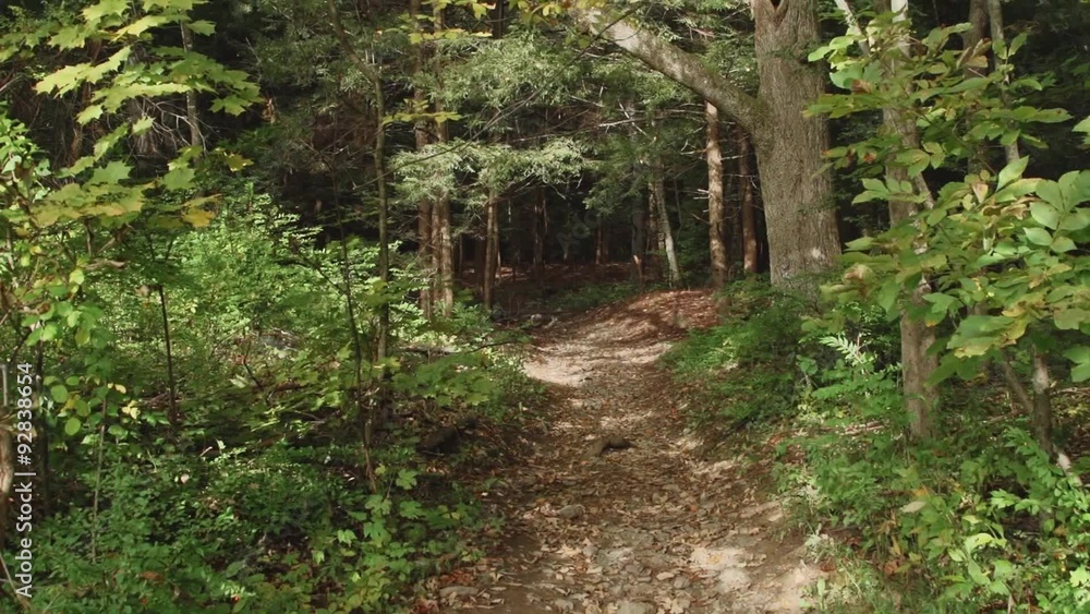 Route through the forest Route through the forest