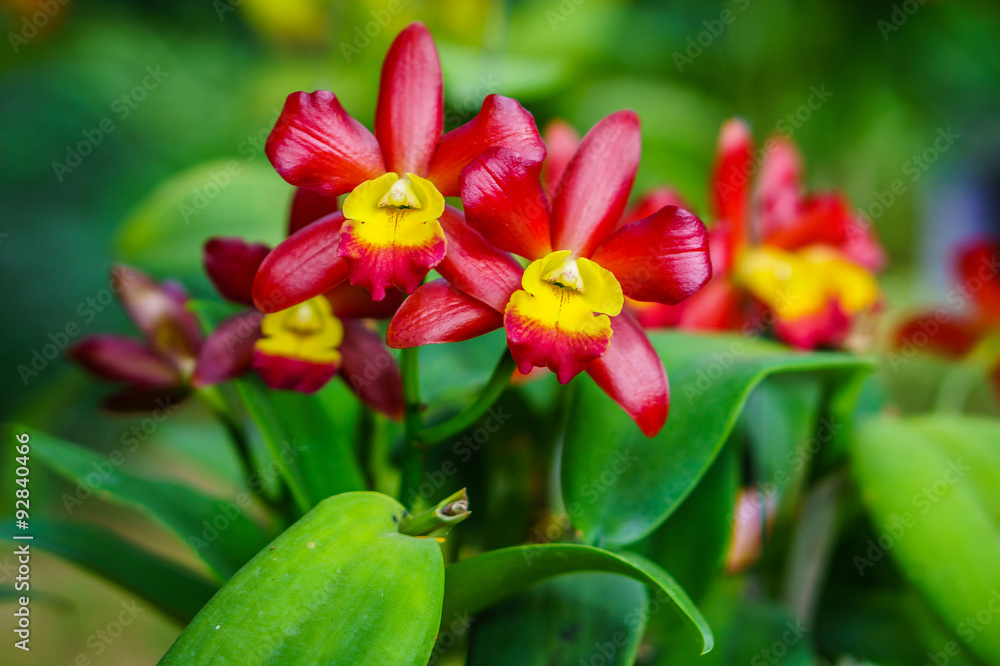 Fototapeta premium Beautiful red Cattleya flower. It is an hybrid orchid in Thailand.
