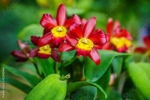 Beautiful red Cattleya flower. It is an hybrid orchid in Thailand.