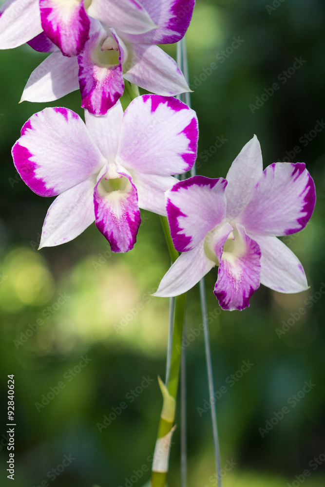 Beautiful Dendrobium Pink Splash Mutation flower. The hybrid orchid plant in Thailand. Beautiful Dendrobium Pink Splash Mutation flower. The hybrid orchid plant in Thailand.