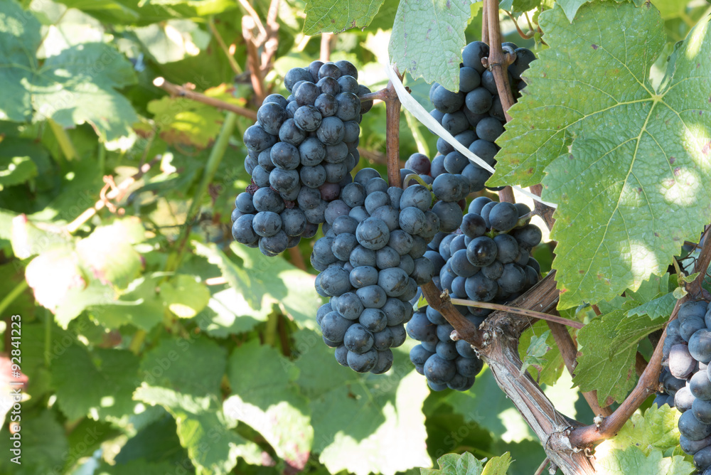 blaue Weintrauben im Weinberg