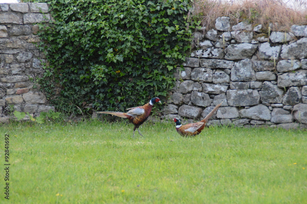 Fototapeta premium faisans combat