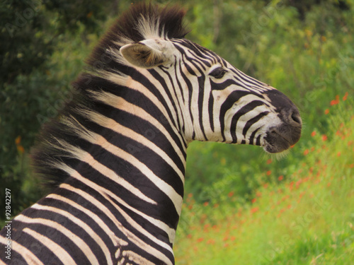 Moreleta Park Nature Reserve Zebra Profile Shot