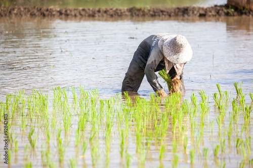 worker plant rice