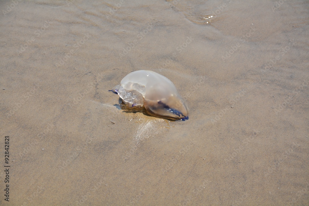 Jellyfish on the seashore Jellyfish on the seashore