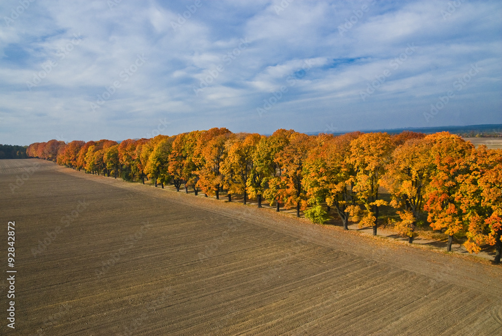 Aerial view of autumn maple alley