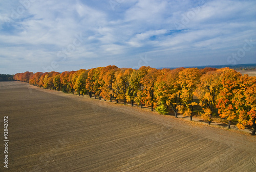 Obraz na płótnie Aerial view of autumn maple alley w salonie