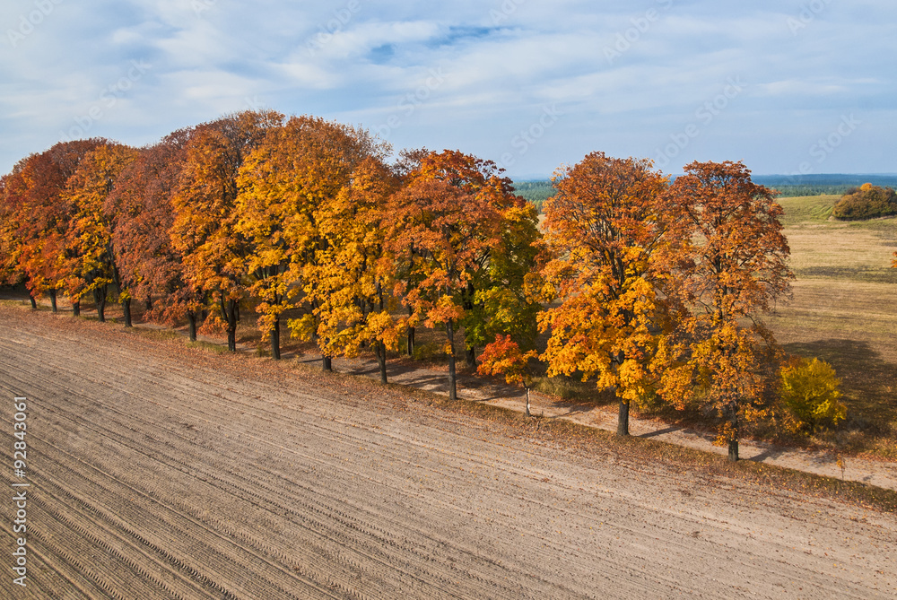 Aerial view of autumn maple alley