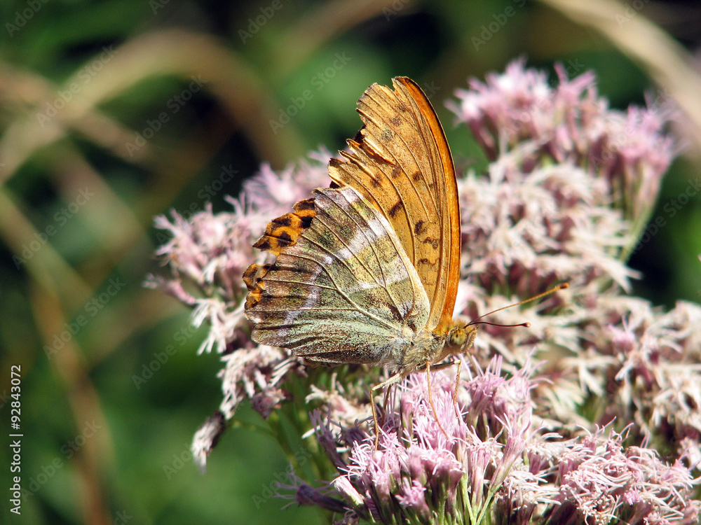 Argynnis paphia 
