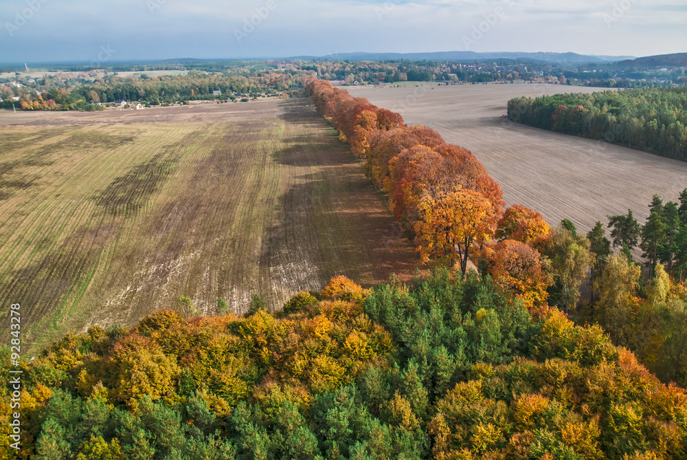 Aerial view of autumn maple alley