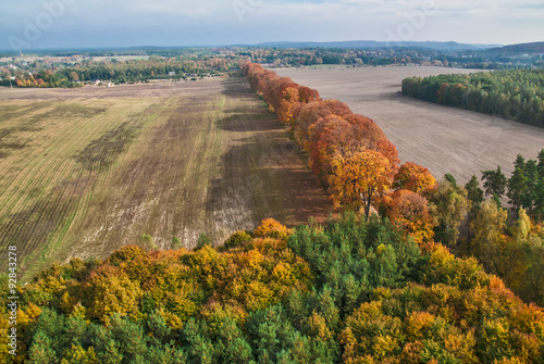 Obraz na płótnie Aerial view of autumn maple alley w salonie
