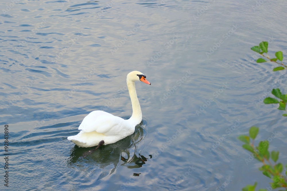 Swan on water