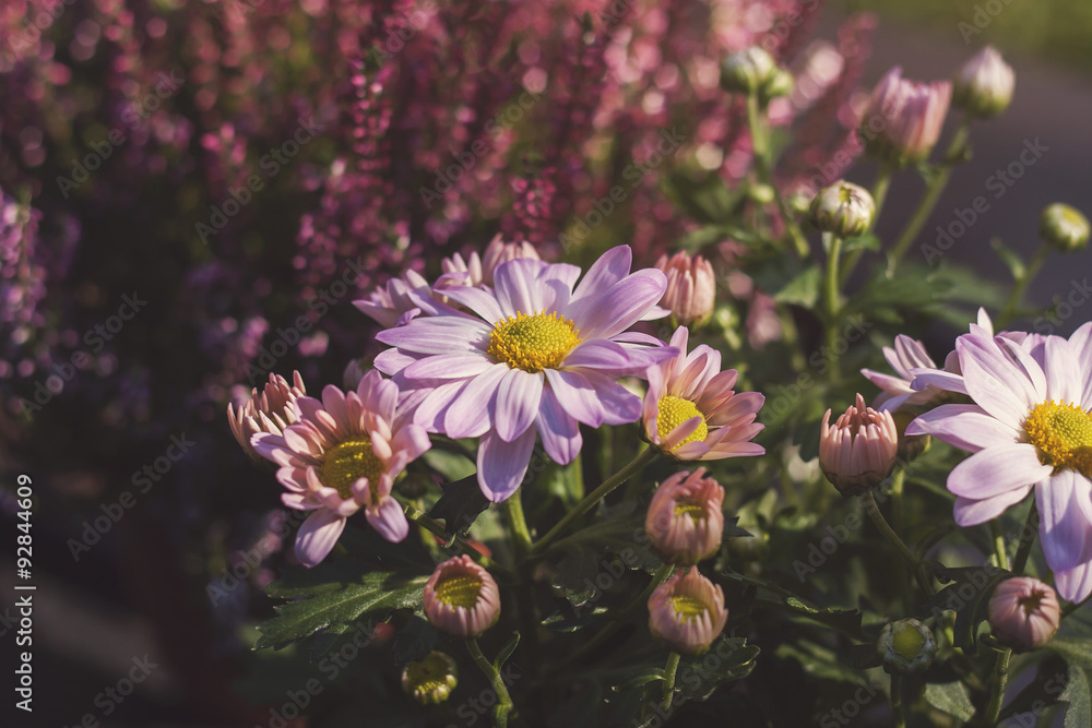 pink aster flowers pink aster flowers
