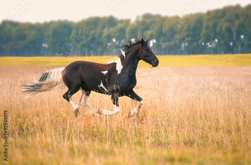 Barok Pinto Horse