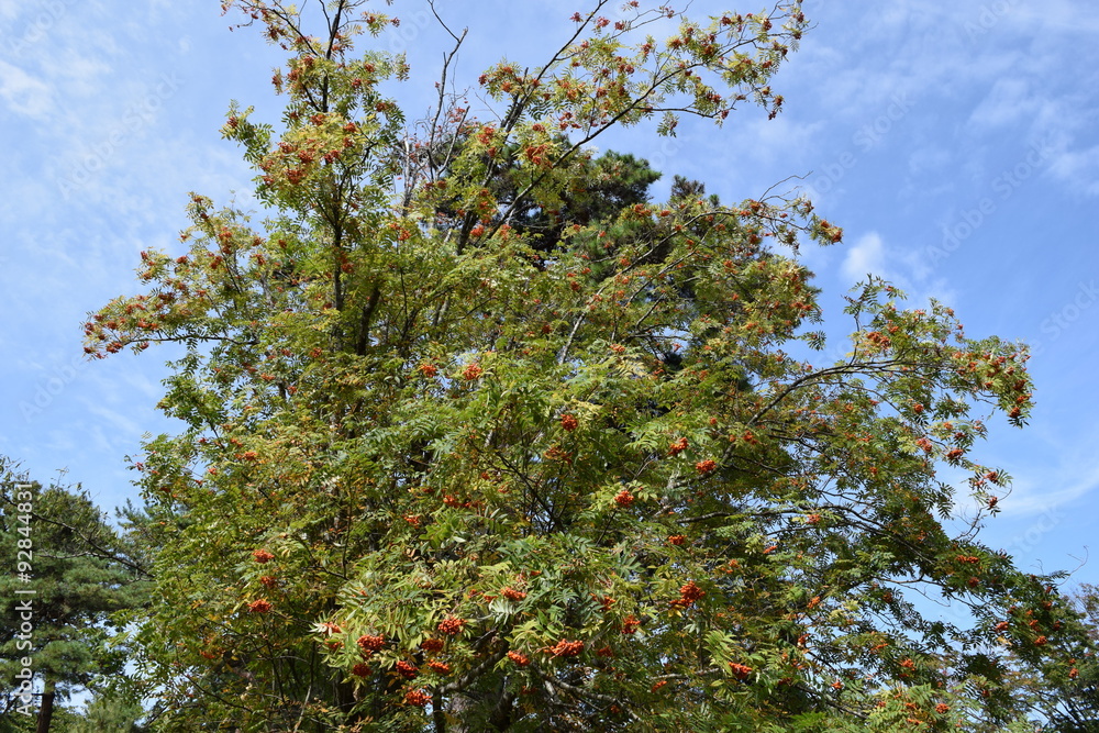 ナナカマド／山形県鶴岡市の森林でナナカマドを撮影した、秋イメージの写真です。