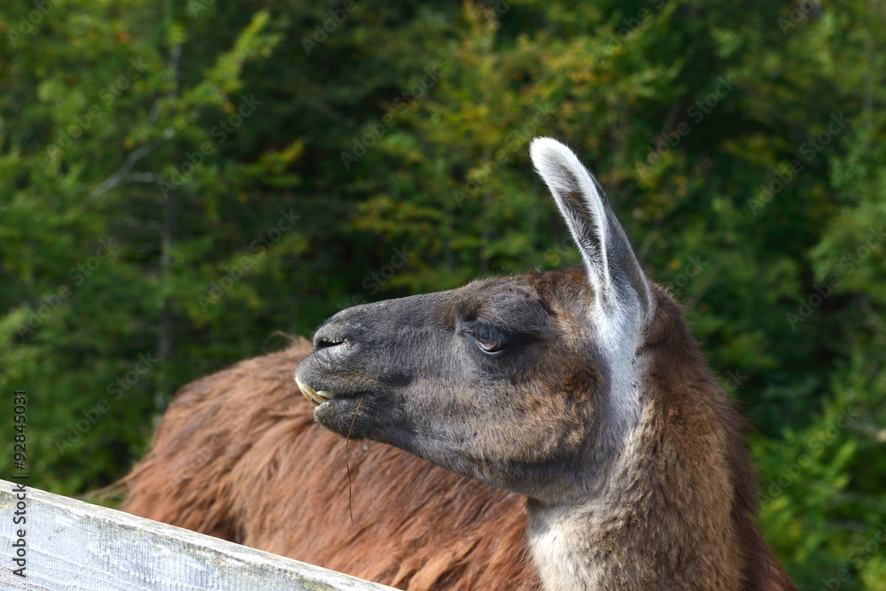 Fototapeta premium funny llama