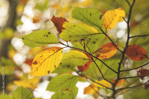 beech tree autumn leaves