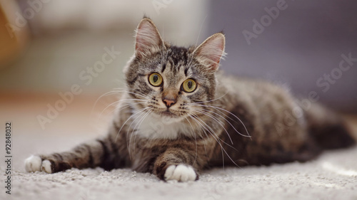Striped domestic cat with yellow eyes