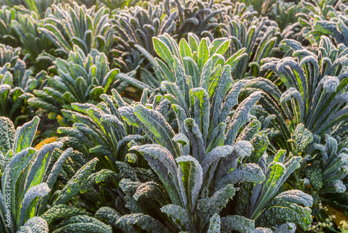 Foto Cavolo nero in the field from close