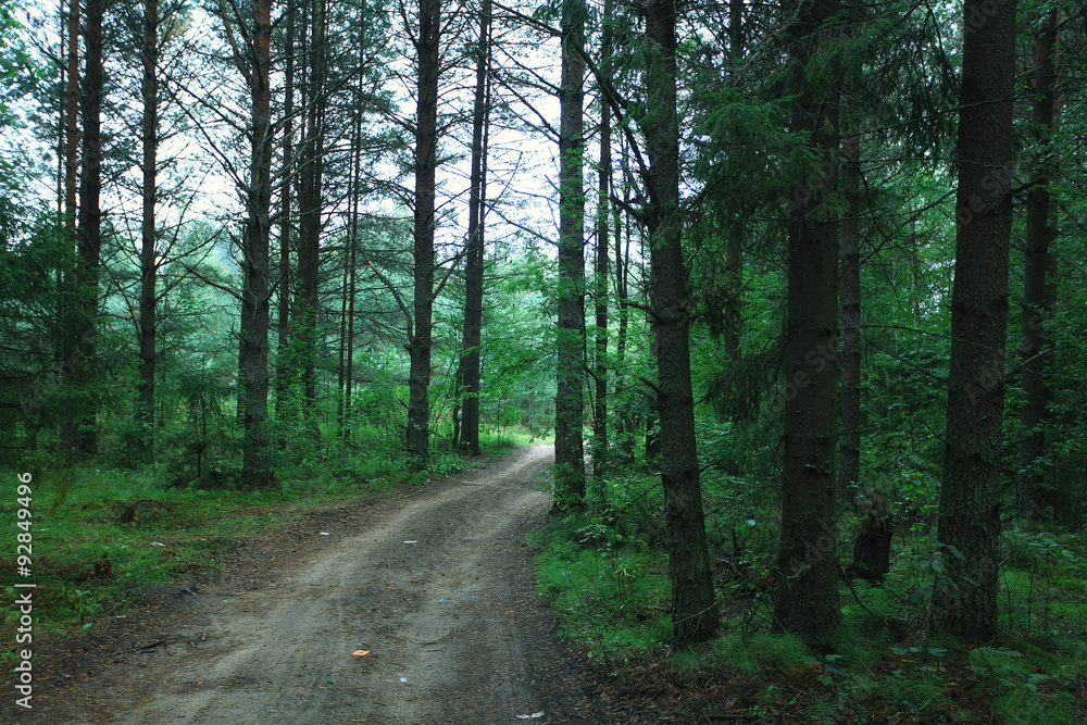 Fototapeta premium Summer dense forest landscape