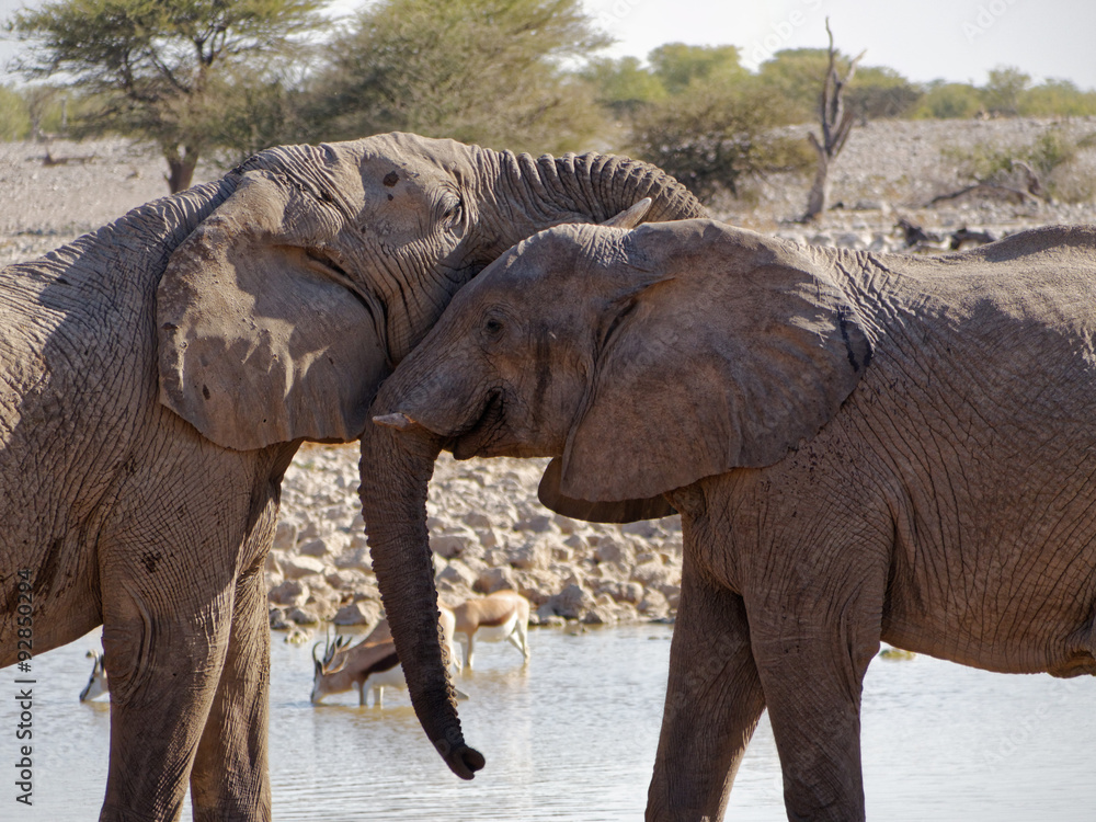 Fototapeta premium Happy elephants greet each other at the waterhole