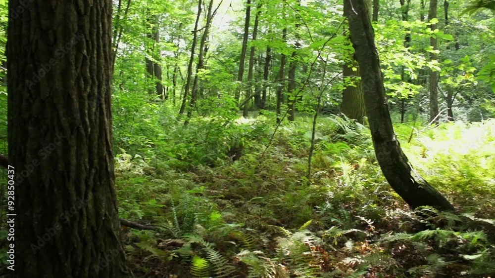 A hike in the deep woods A hike in the deep woods