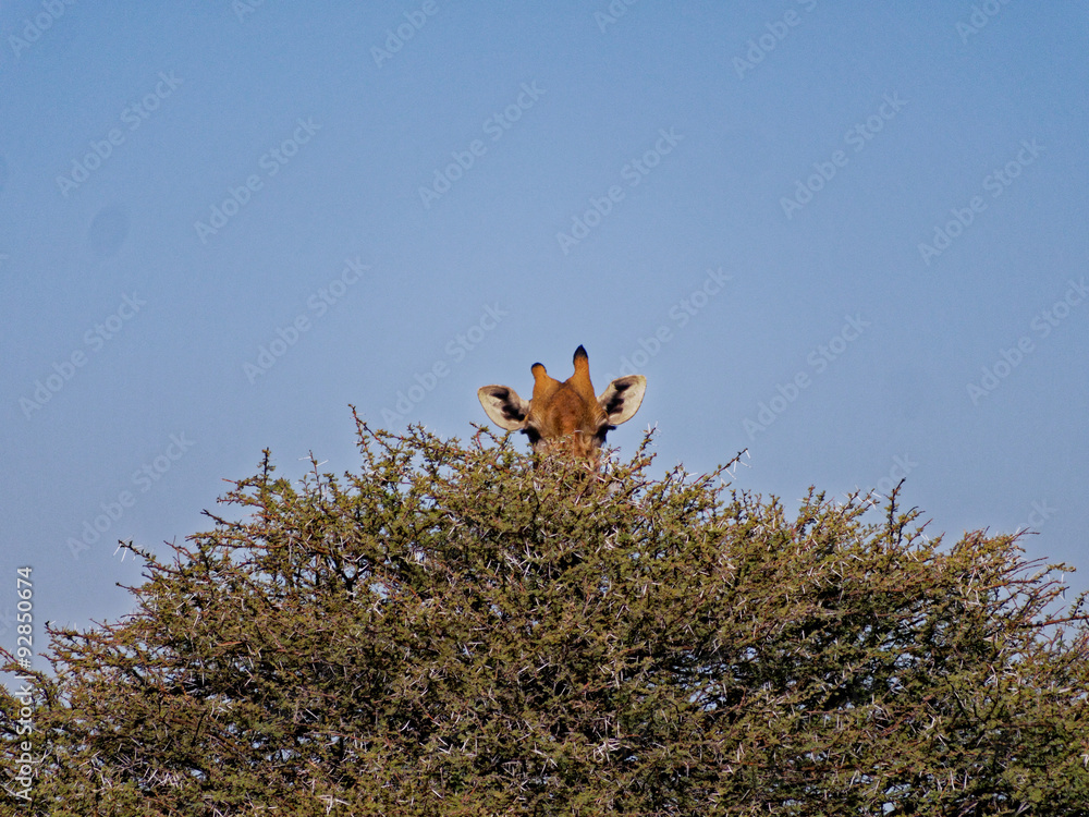 Naklejka premium A giraffe playing hide and seek behind a tree