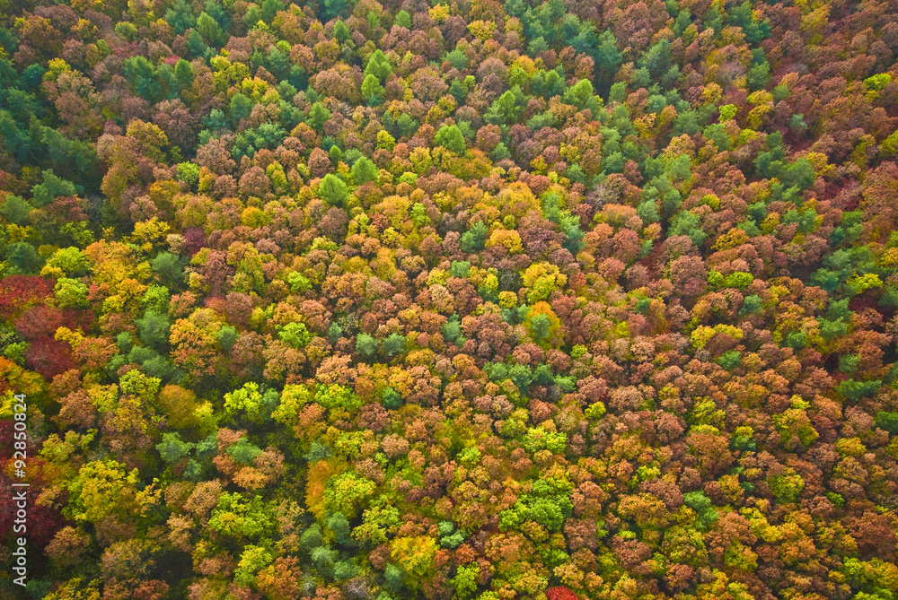 Aerial view of autumn forest