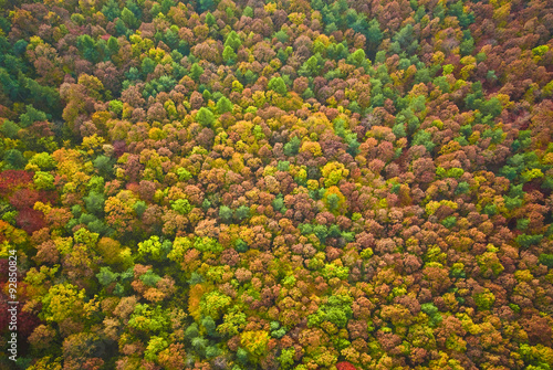 Obraz na płótnie Aerial view of autumn forest w salonie