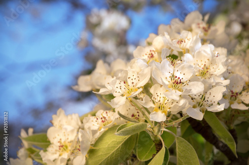 White flowers of spring tree