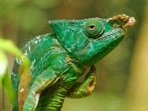 A chameleon seen in Andasibe National Park, Madagascar