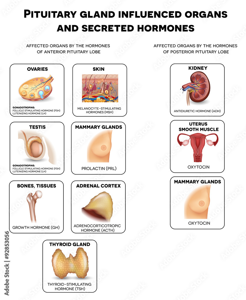 Pituitary gland influenced organs