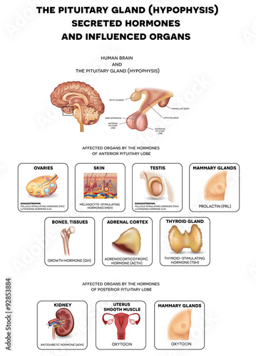 The brain and Pituitary gland hormones