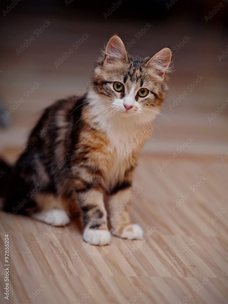 The domestic multi-colored kitten The domestic multi-colored kitten