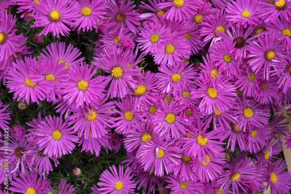 Asters rose foncé Asters rose foncé