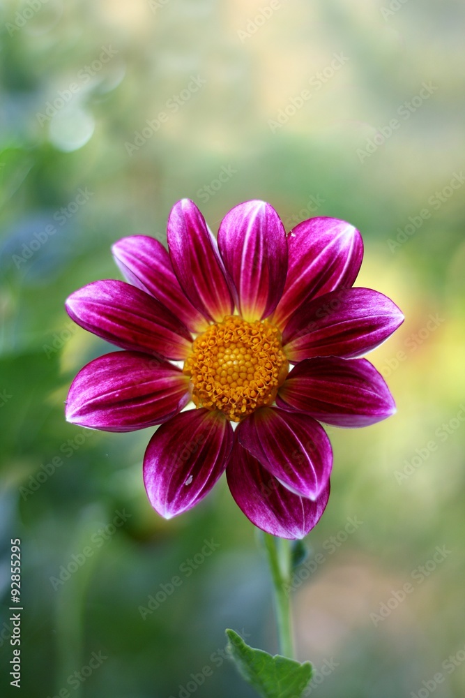 Obraz premium Dahlia