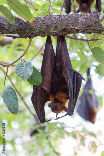 Flying foxes hanging on trees.