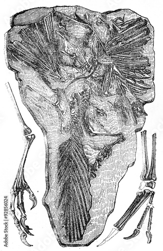 Fossils of Archaeopteryx found in Jurassic Solnhofen (Bavaria), photo