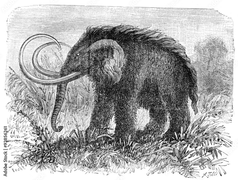 Obraz premium The mammoth, Elephas primigenius, vintage engraving.