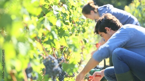 Workers picking grape during harvest season